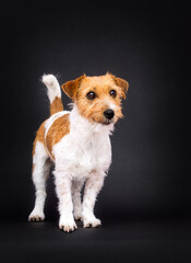 dog breed jack russell on a black background