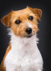 face dog breed Jack Russell on a gray background