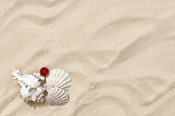 Fototapeta na wymiar three seashells on the sand in summer