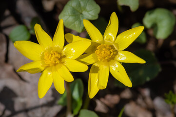 Top view to two yellow flowers of lesser celandine with dark green leaves