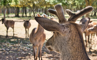 Ciervo común o europeo, cervus alaphus, en la reserva natural de Palencia, España