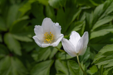 Closeup of two white flowers of wood anemone bent to each other on the textured background of green leaves