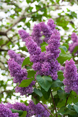 The lilac of pink color pleases an eye. The file is vertical.