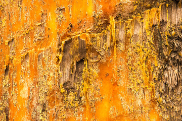Frozen resin on pine tree trunk. View close up