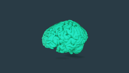 Green Human brain Anatomical Model 3d illustration 3d rendering