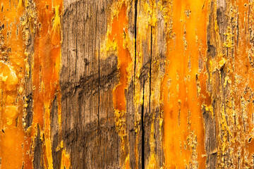 Frozen resin on pine tree trunk. View close up