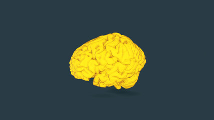 Yellow Human brain Anatomical Model 3d illustration 3d rendering