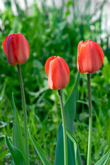 Red flowers are tulips. Spring tulips with green leaves. Tulip buds on a soft blurred background in spring