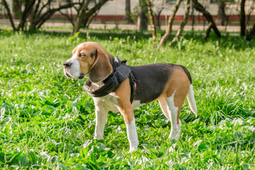 Beagle dog stands on a green lawn in the park. Walk in the park with the dog. Lop-eared short-haired hunting hound breed