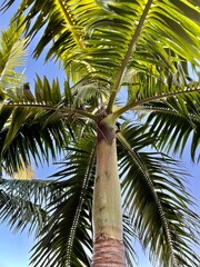 Obraz premium coconut tree