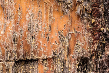 Frozen resin on pine tree trunk. View close up