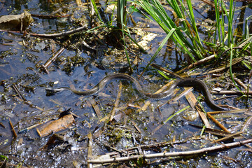 A snake crawling and wriggling in a swamp