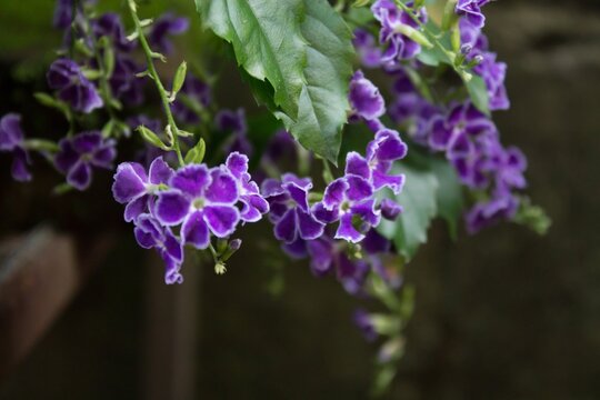 Duranta