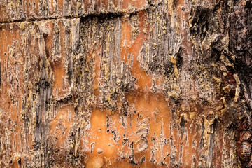Frozen resin on pine tree trunk. View close up