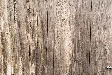 Old and rotten wooden wall. View close up
