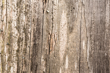 Old and rotten wooden wall. View close up