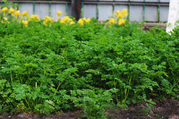 Fototapeta na wymiar vegetable garden, garden plant beds on the farm. selective focus