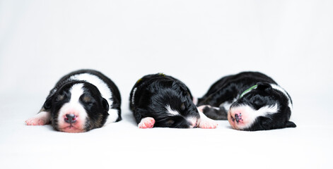 Little puppies