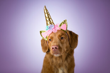 Cute dog dressed as unicorn - obrazy, fototapety, plakaty