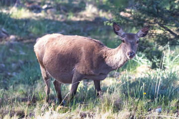 Naklejka na ściany i meble Pregnant Deer (Cervus Elaphus) in Sierra de Cazorla, Cazorla mountains
