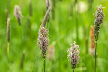 Spikelets of meadow foxtail (Alopecurus pratensis). Purple husks are fluttering by the breeze.