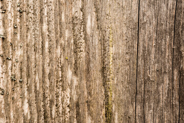 Old and rotten wooden wall. View close up