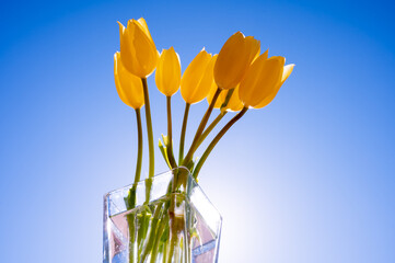 Yellow Tulips bouquet in glass vase with bright blue sky in the background 
