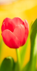 Red Tulip with shallow background in green and yellow. Ideal for cellphone screensaver