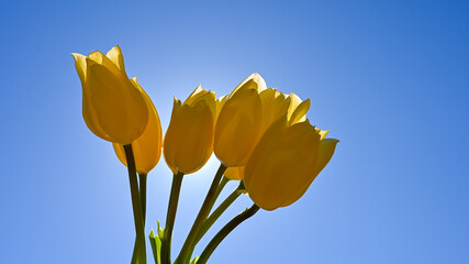 Yellow Tulips bouquet with bright blue sky in the background 