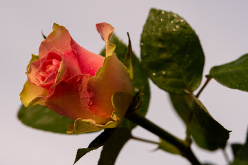 Beautifull pink rose with raindrops