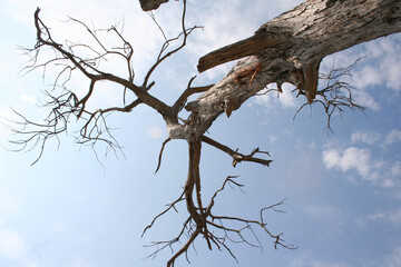 Árbol sin hojas en Hierve el Agua, Oaxaca - México.