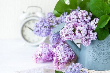 Beautiful fresh violet lilac bouquet in metal watering. Template for gardening, spring time. Greeting card for Saint Valentine's Day, 8 march, Women's day, Mother's day. White background, close up
