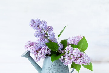 Beautiful fresh violet lilac bouquet in metal watering. Template for gardening, spring time. Greeting card for Saint Valentine's Day, 8 march, Women's day, Mother's day. White background, close up
