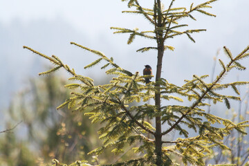 Pájaro sobre rama de pino en parque del Estado de México.