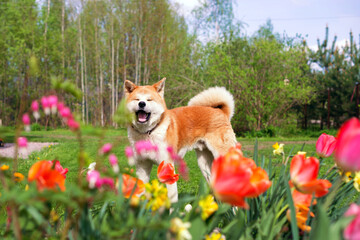 akitainu dog waking in the garden, summer background