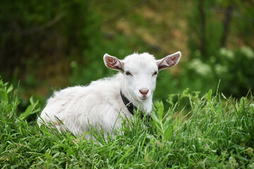 Obraz premium White small goatling outdoors, rural wildlife photo