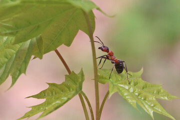 An ant sits on a small maple leaf. Young maple leaves are still very small and are still comparable to the size of an ant.
