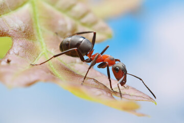 An ant sits on a small oak leaf. An ant sits on a young oak leaf against a blue sky and looks down.