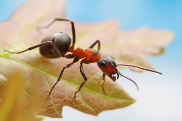 An ant sits on a small oak leaf. An ant sits on a young oak leaf against a blue sky and looks down.