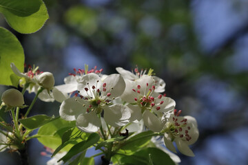 A branch of a blooming pear tree in the morning.
The morning rays of the sun successfully illuminate the petals of the flowers.

