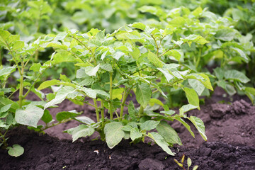 Green bushes of potato sprouts,gardening photo