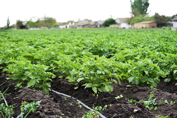 Fototapeta na wymiar Green bushes of potato sprouts,gardening photo