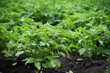 Green bushes of potato sprouts,gardening photo