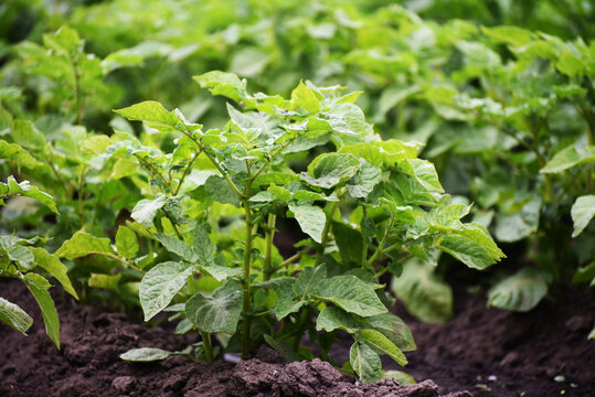 Green bushes of potato sprouts,gardening photo