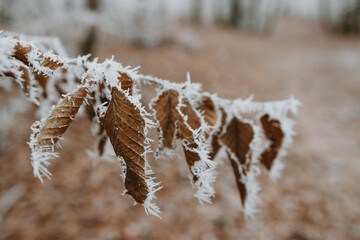 Frosty forest during winter in Romania