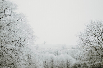 Fototapeta premium Frosty forest during winter in Romania