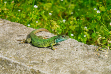 Lizard resting in sun on a stone in spring