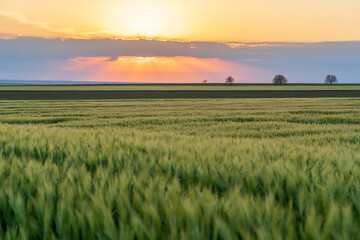 Green wheat at sunset during spring season, cereals grown on the agricultural field.