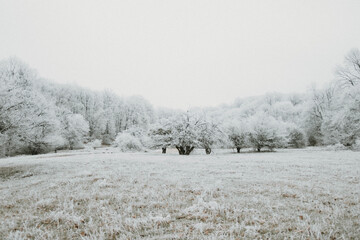 Frosty forest during winter in Romania