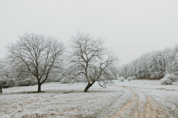 Fototapeta na wymiar Frosty forest during winter in Romania